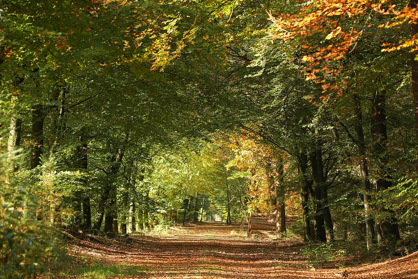 herfst, bos van M. B. fotografie