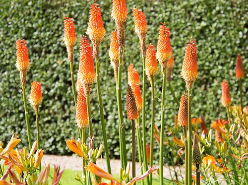 Kniphofia