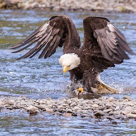 Alaska Bald Eagle. van Koop point