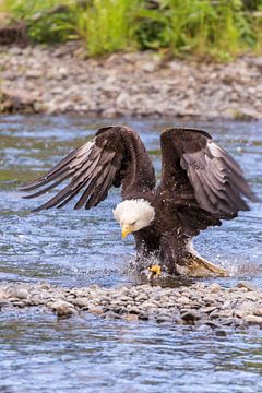 Alaska Bald Eagle.