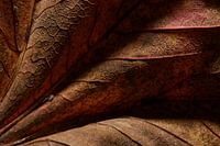 Red leaf