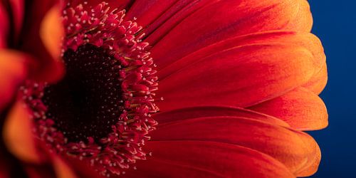 Panorama van een rood - oranje Gerbera