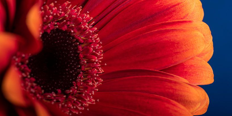 Panorama einer rot-orangen Gerbera von Marjolijn van den Berg