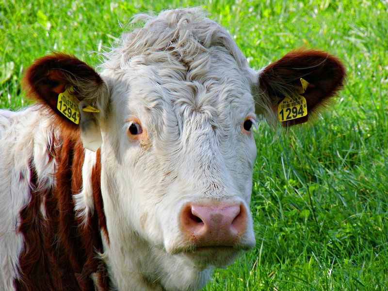 Cow in the meadow by Jessica Berendsen