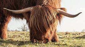 Schotse Hooglander van Hans van der Putten