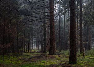 Trees In Line