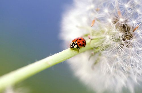 Lieveheersbeestje paardebloem