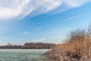 Riet