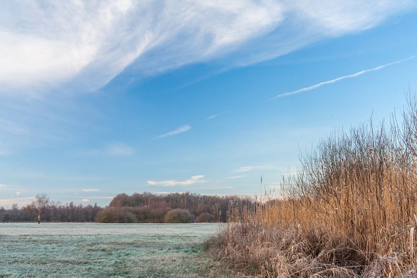 Riet van Jasper Scheffers