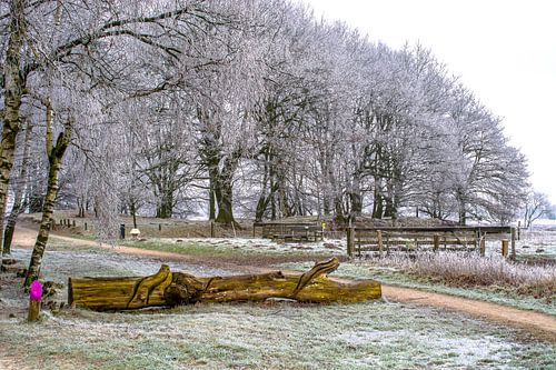 Winterfoto