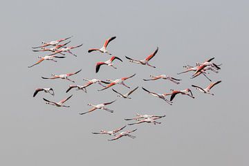 Grotere flamingo's tijdens de vlucht, Natalia Rublina van 1x