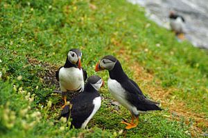 Papageitaucher auf der Insel Skellig Michael in Irland