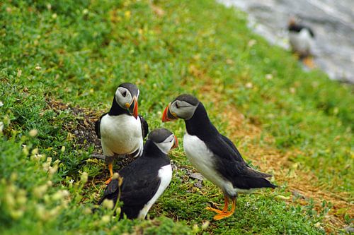 Papegaaiduikers op het eiland Skellig Michael in Ierland