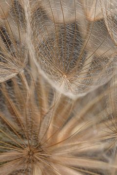 Close-up van een stukje natuurlijke pluizenbol van Marjolijn van den Berg