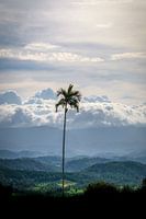 Palme in den Wolken