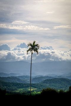 Palmier dans les nuages sur SomethingEllis