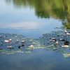 Seerosen und sommerliche Spiegelung von Adriana Müller