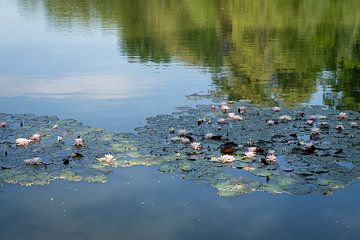 Waterlelies en zomerreflectie van Heidemuellerin