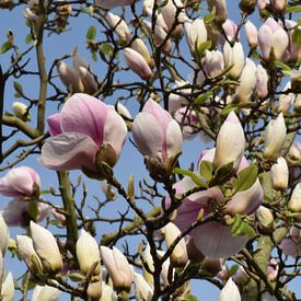 Magnolia sur Carina Diehl