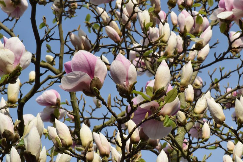 Magnolia par Carina Diehl