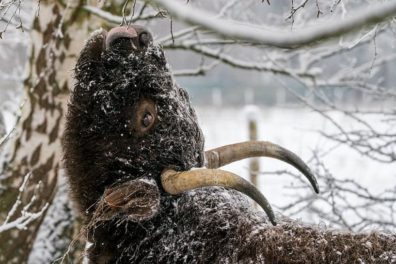 Galloway in the snow by Marcel Derweduwen