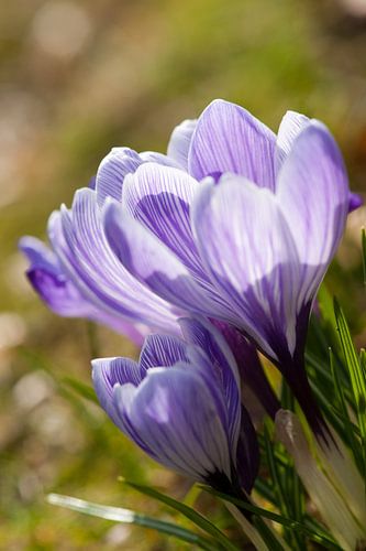 Krokussen in het licht