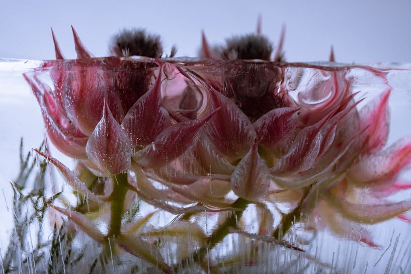 Rote Wachsblume 1 von Marc Heiligenstein