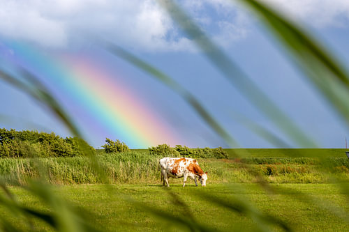 Grazing beneath the rainbow