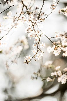 Abeille au soleil de printemps sur des branches fleuries
