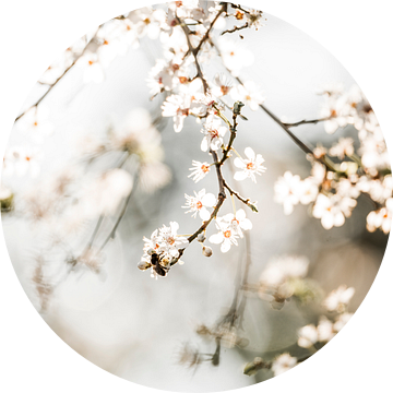 Bij in de Lentezon op Bloeiende Takken