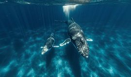 Humpback Dance by ByNoukk