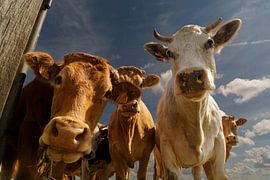 Group of curious cows by Wolbert Erich