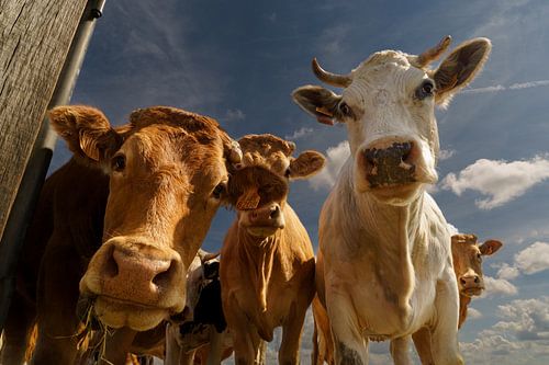 Groep nieuwsgierige koeien