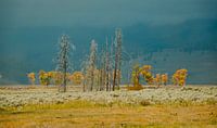 herbstfarben in yellowstone np