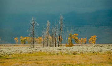 autumn colours in yellowstone np by Dominique Diericx