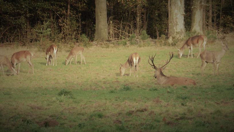 Herten, Zwijnen, wild zwijn, hert, natuur, wildlife,bronsttijd, burlen par Gijs van Veldhuizen