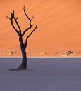 Arbre mort à Dead Vlei, Namibie par Christel Nouwens- Lambers Aperçu