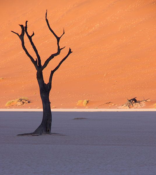 Arbre mort à Dead Vlei, Namibie par Christel Nouwens- Lambers