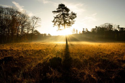 Ohligser Heide, Solingen, Bergisches Land, Duitsland van Alexander Ludwig