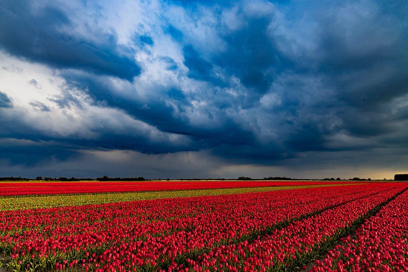 Tulpen in de polder van Hans de Waay