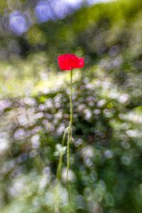 Mohnblume