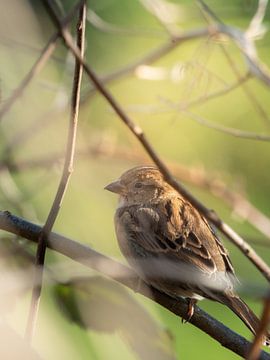 Moineau domestique dans la verdure