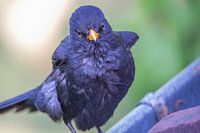 Portrait of a blackbird on the gutter