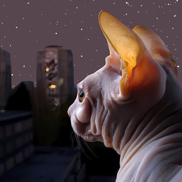 Sphynx-Katze blickt nachts unter dem Sternenhimmel über die Stadt von Maud De Vries