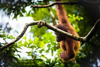 Orangutan