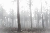 Bäume im Nebel von Fotografie Jeronimo Miniaturansicht