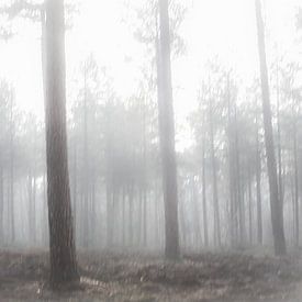 Bomen in de mist van Fotografie Jeronimo