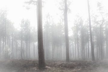 Bomen in de mist