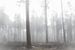 Bomen in de mist von Fotografie Jeronimo