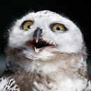 Snowowl van Arie Storm thumbnail
